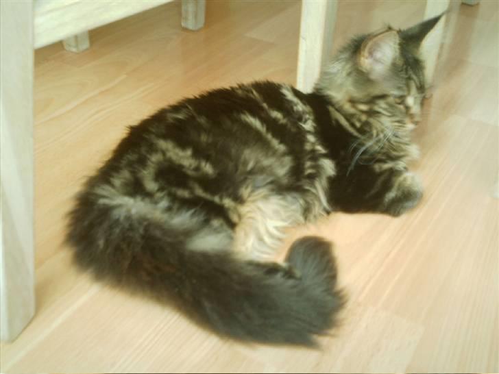 Maine Coon Wicca Shaicoona Prada billede 2