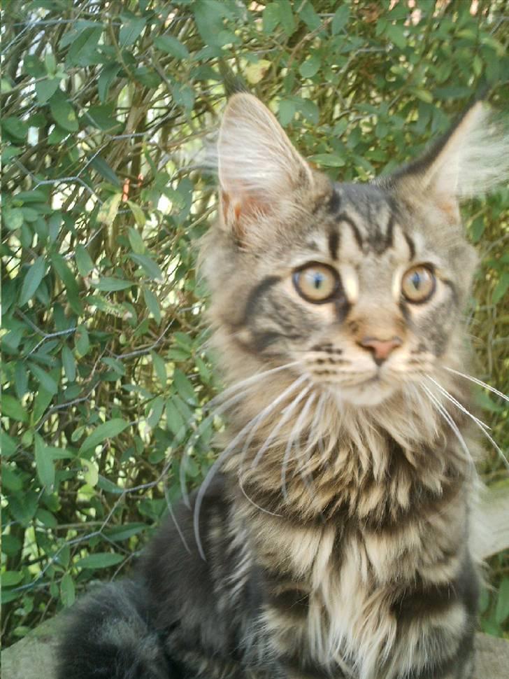Maine Coon Wicca Shaicoona Prada billede 3