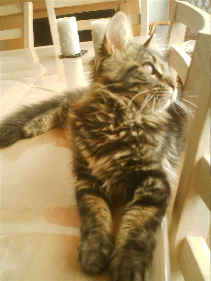 Maine Coon Wicca Shaicoona Prada billede 4