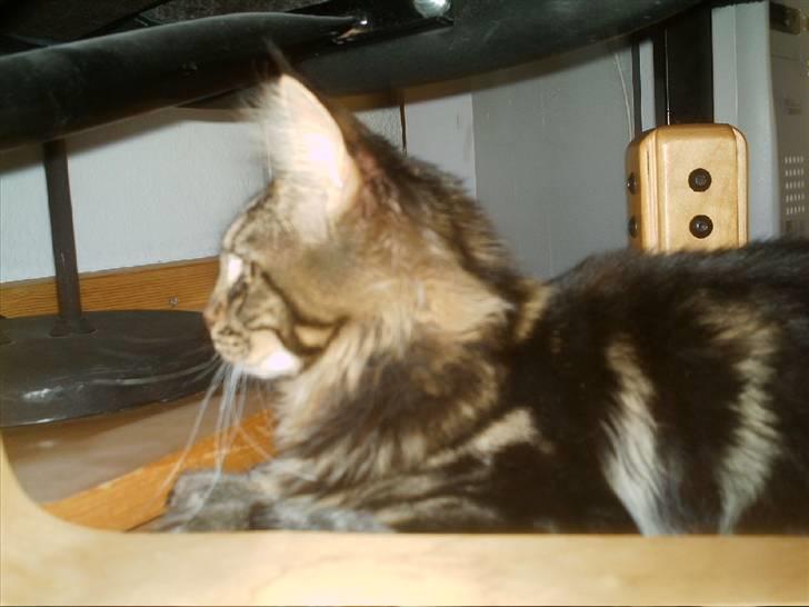 Maine Coon Wicca Shaicoona Prada billede 5