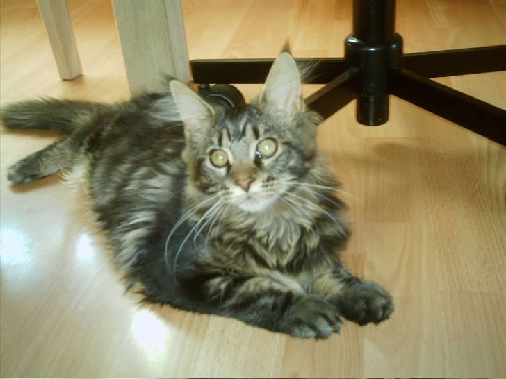 Maine Coon Wicca Shaicoona Prada billede 6