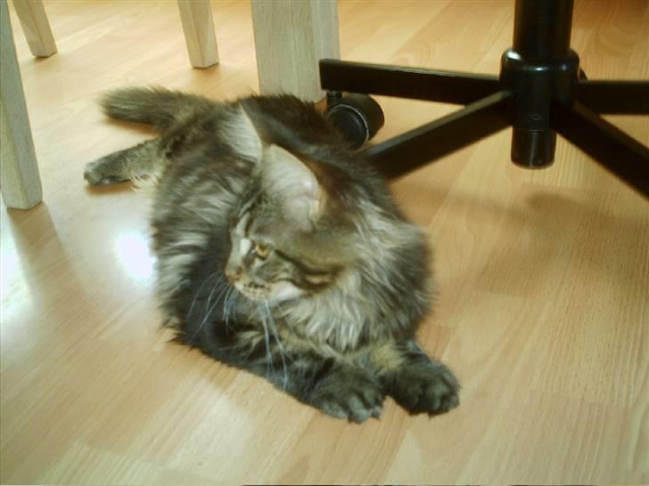 Maine Coon Wicca Shaicoona Prada billede 7