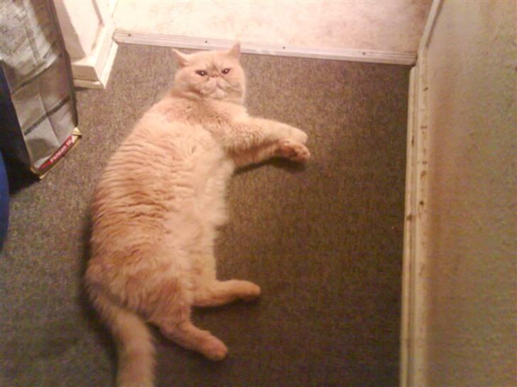 Exotic Gino Larenco R,I.P <3 /; - søde Gino billede 1