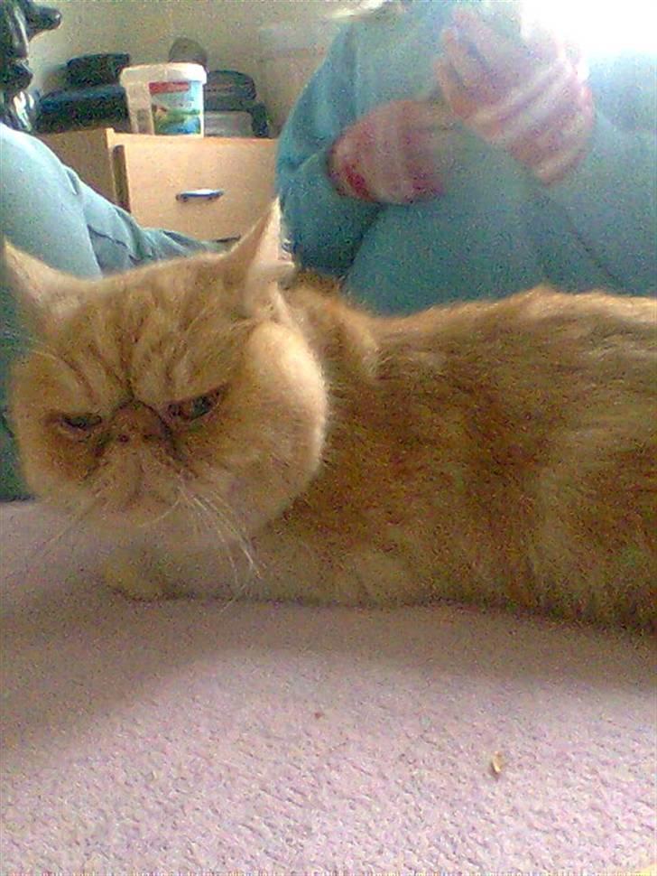 Exotic Gino Larenco R,I.P <3 /; - Gino på sengen billede 3