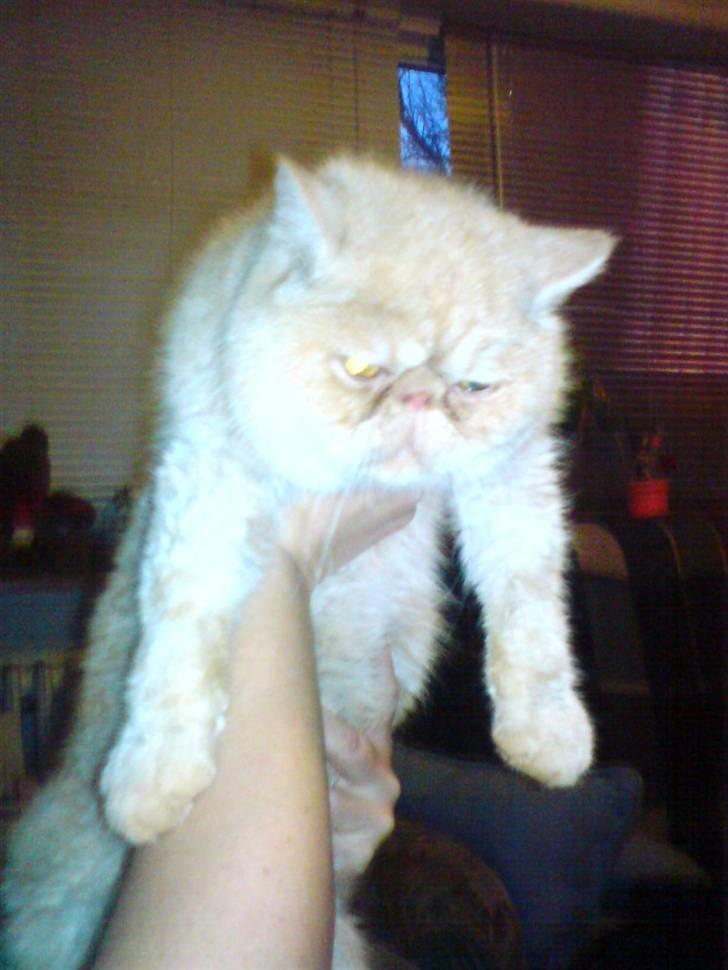 Exotic Gino Larenco R,I.P <3 /; - GIno da vi lige havde fået ham billede 4