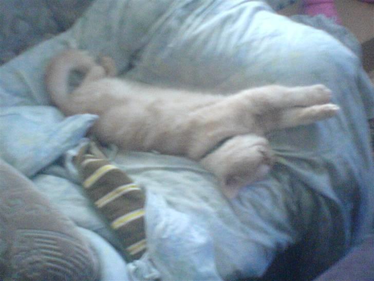 Exotic Gino Larenco R,I.P <3 /; - så er det lige tid til en strækker billede 5