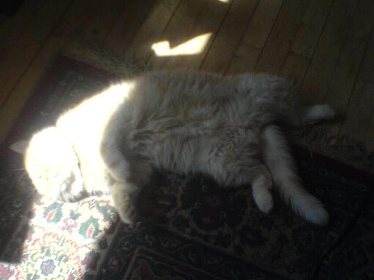 Exotic Gino Larenco R,I.P <3 /; - uhhh det er lige hvad man kan holde til  billede 6