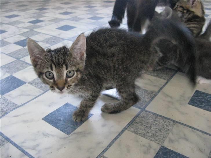 Huskat Missetat **BORTGIVET** billede 11