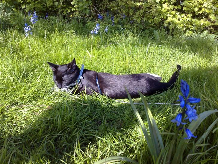 Huskat Gangster - Nyder lige en solstråle billede 6