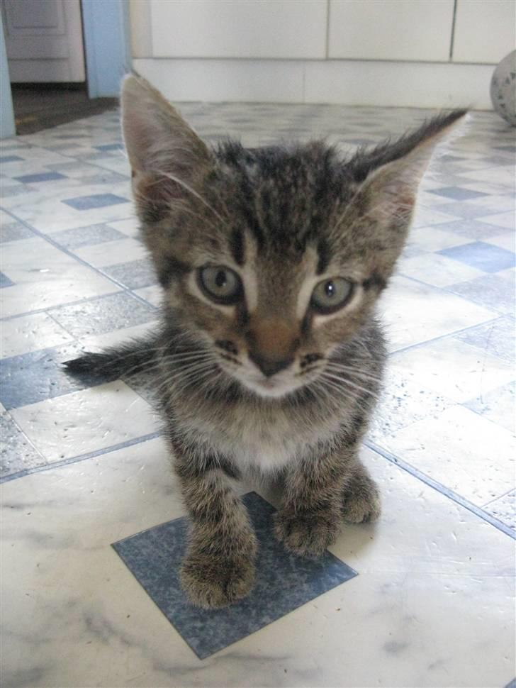 Huskat Missetat **BORTGIVET** billede 12