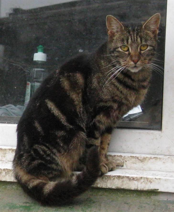 Huskat Vildmissekat billede 15