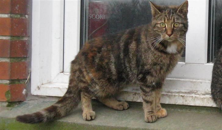 Huskat Vilddyret † R.I.P † billede 16