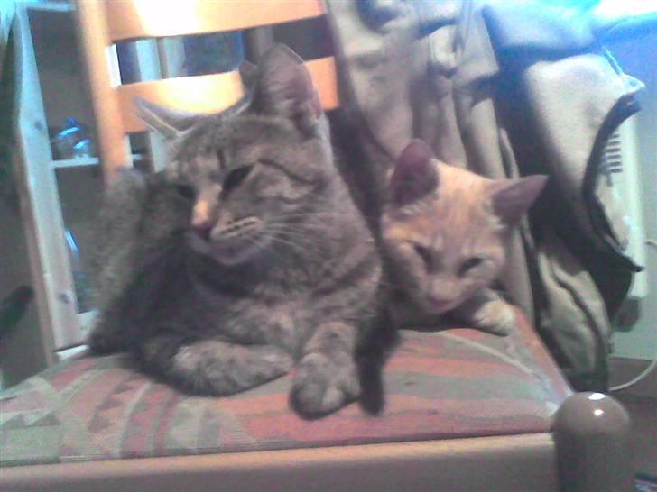 Huskat Bjæver **Bortgivet** - Hihi´ billede 6