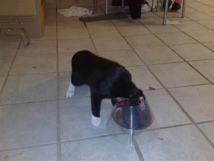 Huskat Gangster - De svin har kappet mine kogler og givet mig en skærm på.. JEG KAN NÆSTEN IKKE SPISE MED DEN PÅ... billede 11