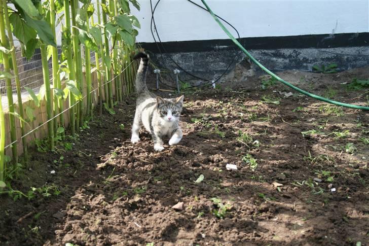 Blanding af racer Sofie *givet væk* billede 10