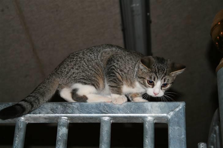 Blanding af racer Sofie *givet væk* billede 11