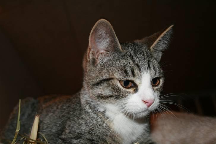 Blanding af racer Sofie *givet væk* billede 12