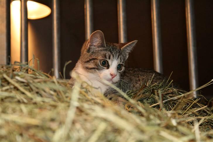 Blanding af racer Sofie *givet væk* billede 13