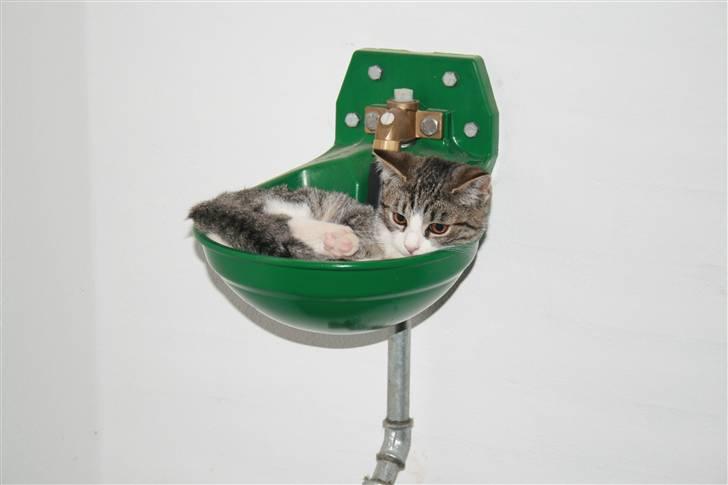 Blanding af racer Sofie *givet væk* billede 14