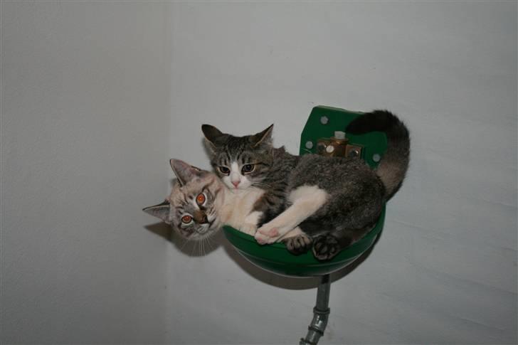 Blanding af racer Sofie *givet væk* billede 15