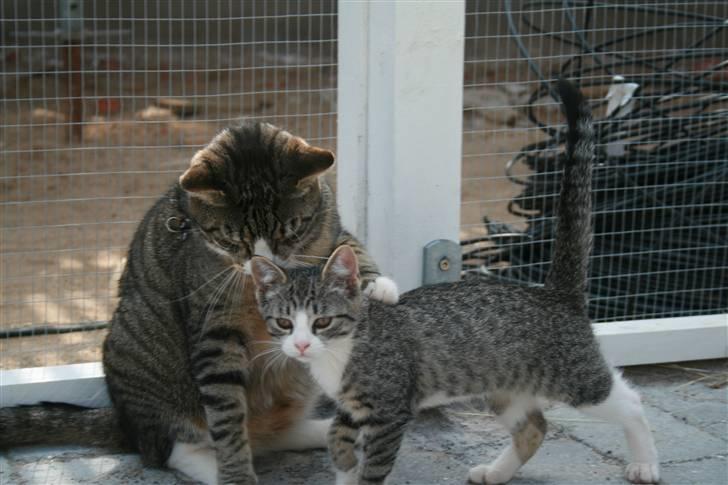 Blanding af racer Sofie *givet væk* billede 16