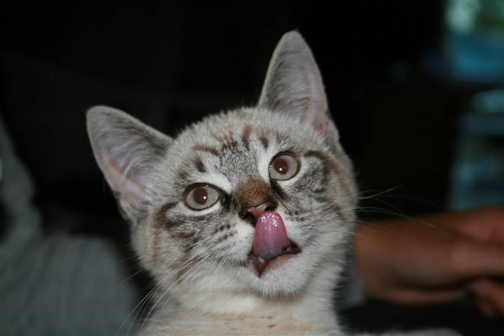 Blanding af racer Bailey DØD :'( billede 10