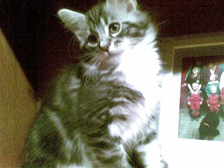 Blanding af racer Curu billede 2