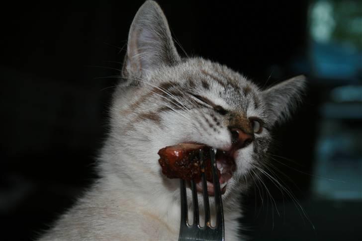 Blanding af racer Bailey DØD :'( billede 11