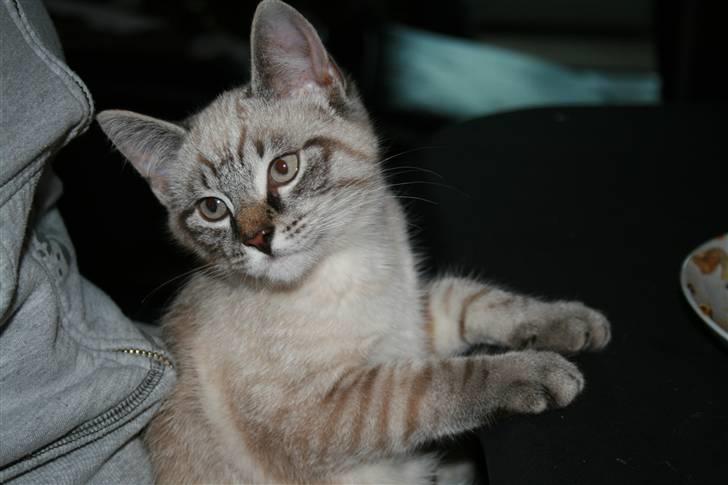 Blanding af racer Bailey DØD :'( billede 12