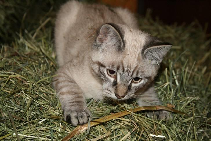 Blanding af racer Bailey DØD :'( billede 13