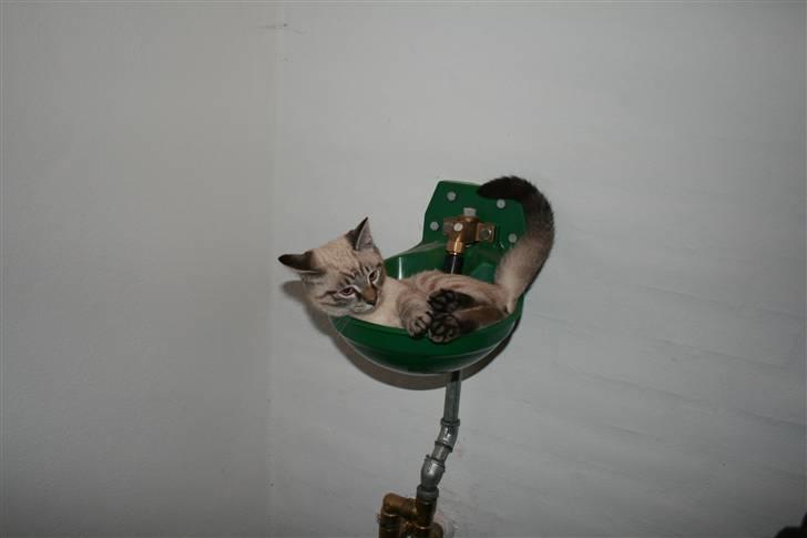 Blanding af racer Bailey DØD :'( billede 14