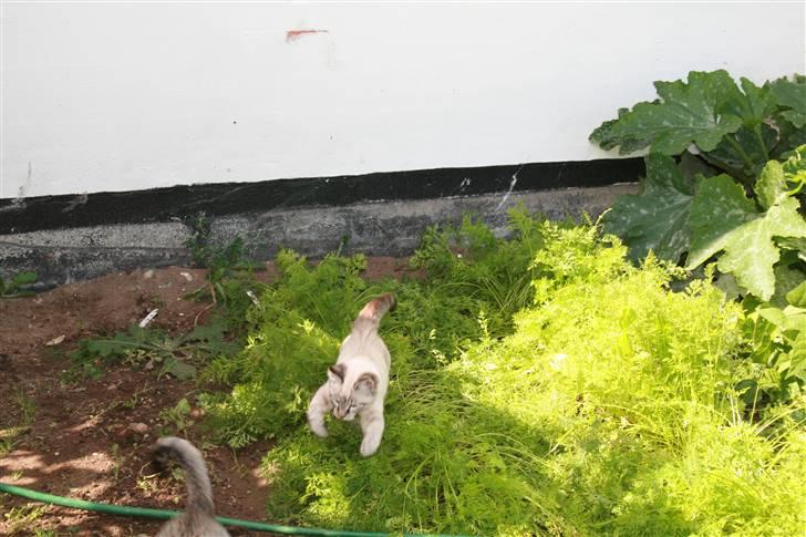 Blanding af racer Bailey DØD :'( billede 15