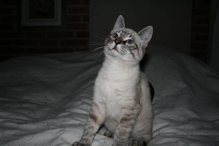 Blanding af racer Bailey DØD :'( billede 16