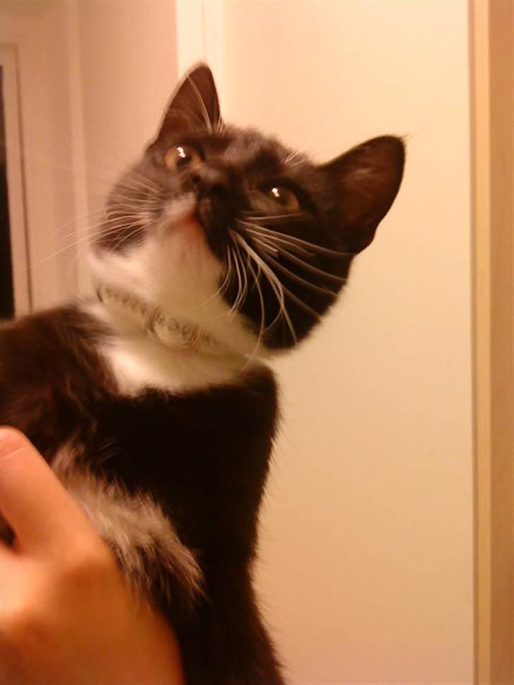 Blanding af racer $-Princess-$ billede 7