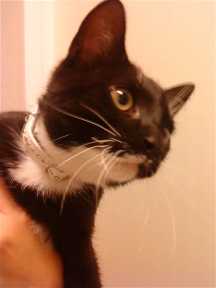 Blanding af racer $-Princess-$ billede 8