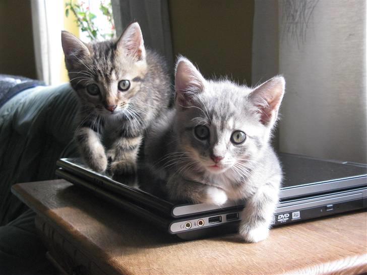 Huskat Luske-Peter **BORTGIVET** - Hvor er det bare hygge og ligge på min pc :D billede 11