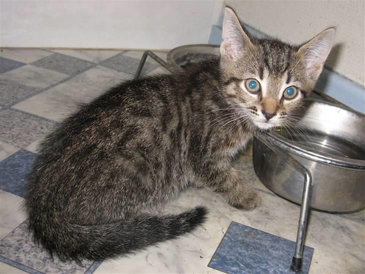 Huskat Missetat **BORTGIVET** billede 13