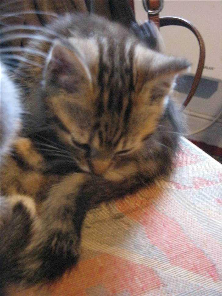 Huskat Luske-Peter **BORTGIVET** billede 14