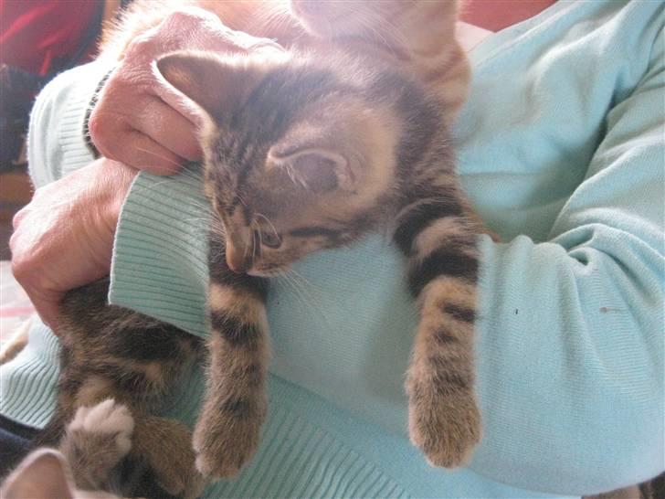 Huskat Luske-Peter **BORTGIVET** billede 15