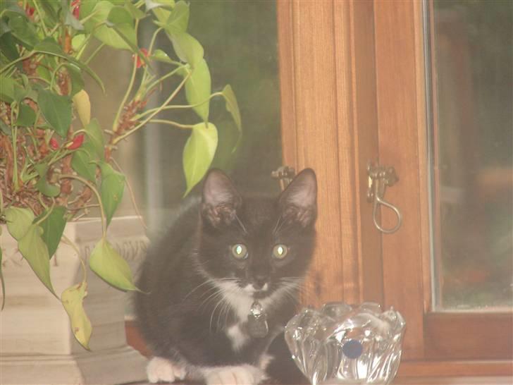 Huskat Sofus - Det er så dejligt at sidde i vindueskarmen.... billede 6