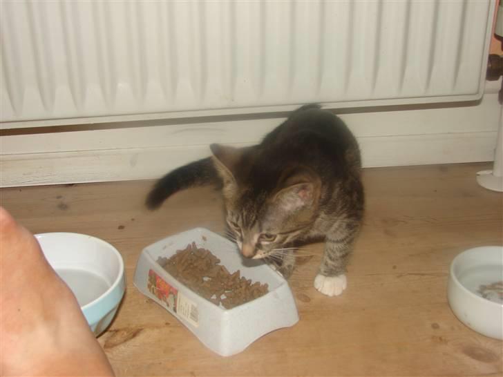 Huskat Sacha billede 5