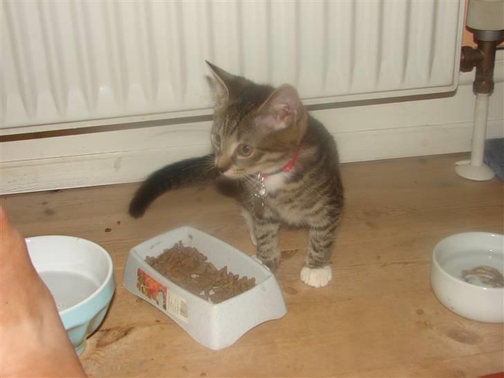 Huskat Sacha billede 6