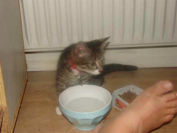 Huskat Sacha billede 7