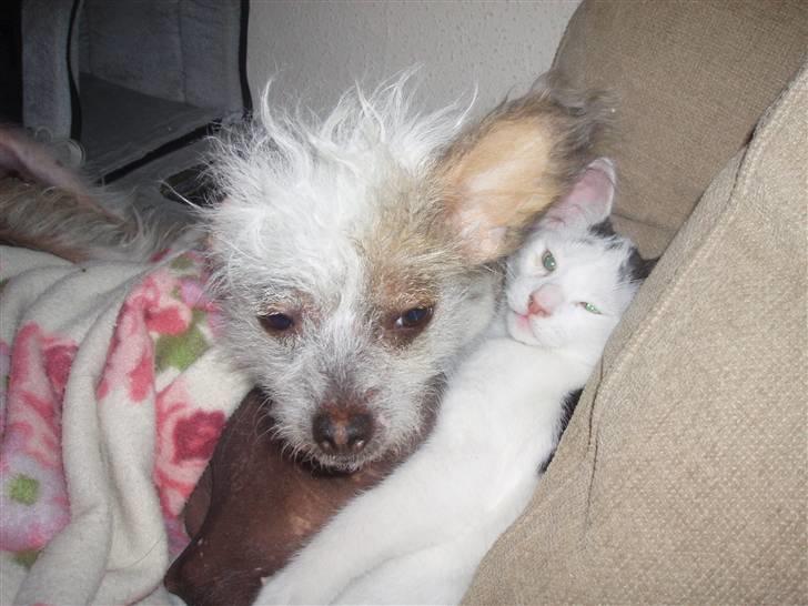 Blanding af racer Mr Dooley - jep Fregne elsker hjam billede 15