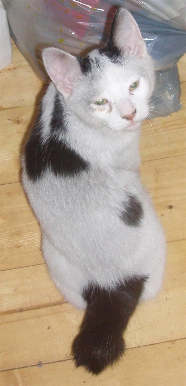 Blanding af racer Mr Dooley - Sådan ser man ud når man  har været i et røgrør, øv så skal man ha et bad billede 16