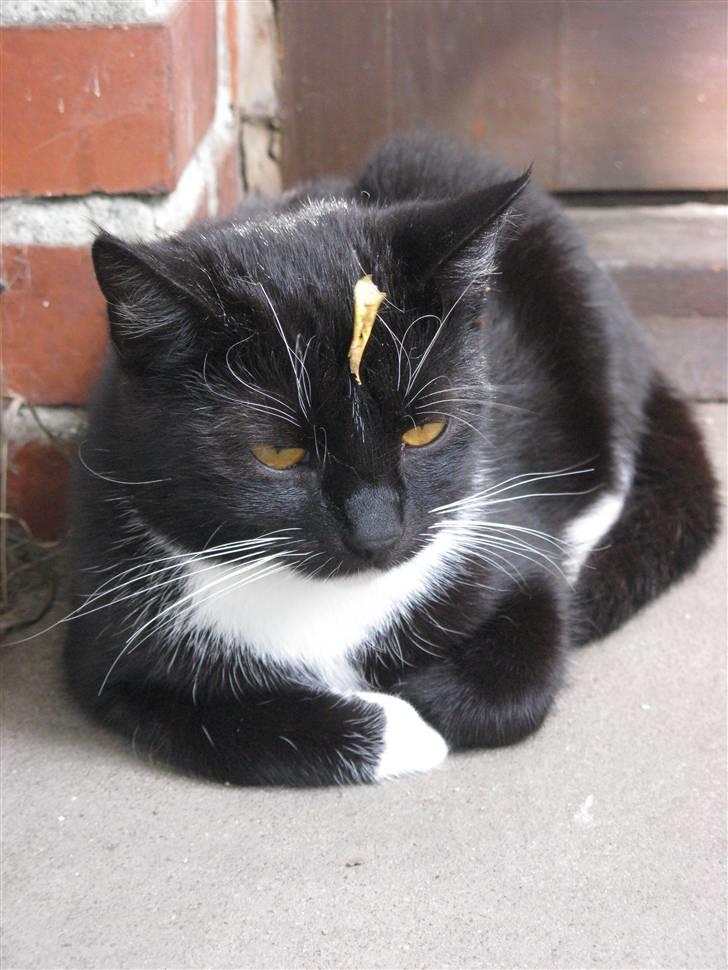 Huskat Emilie billede 17