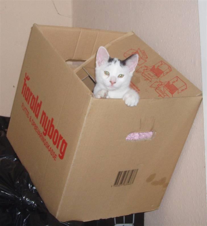 Blanding af racer Mr Dooley - sssssssssshhhhh jep prøver at sove her billede 17