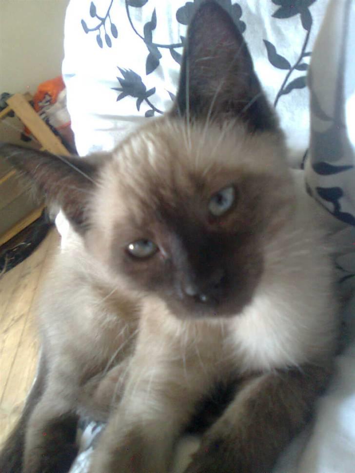 Blanding af racer Janus billede 1