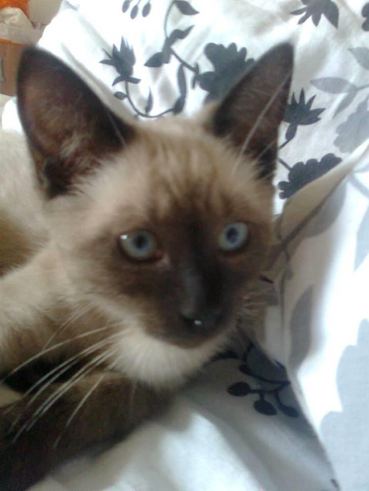 Blanding af racer Janus billede 2