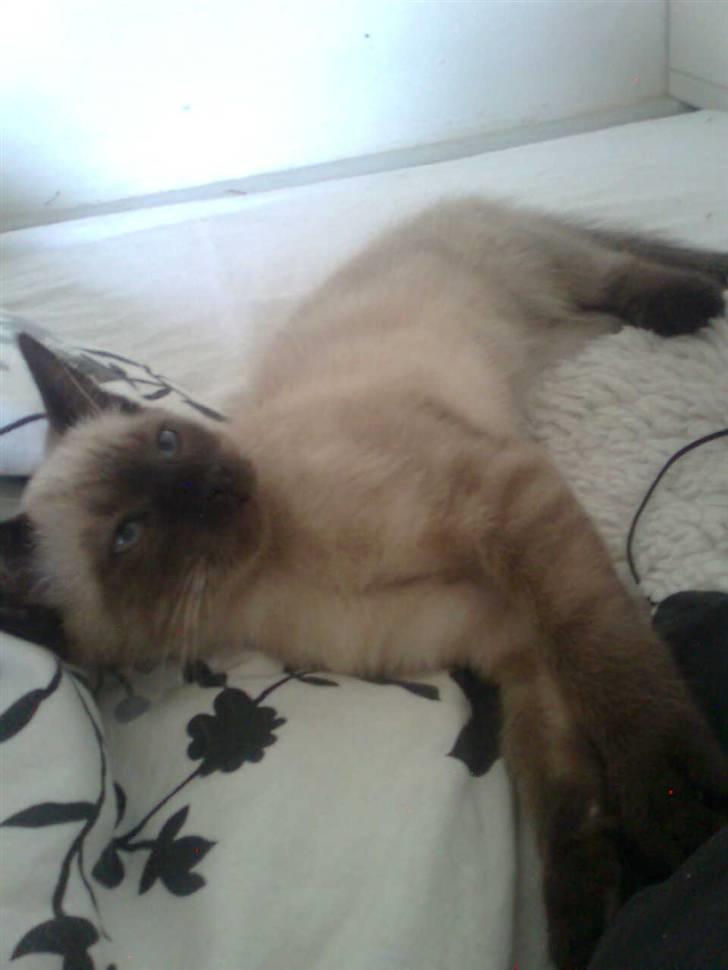 Blanding af racer Janus billede 3